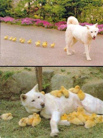 grosser weisser hund - (Hund, grosser weisser hund)