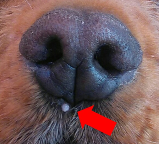 Weißer Pickel unter Hundenase? (Gesundheit und Medizin, Hund, Tiermedizin)