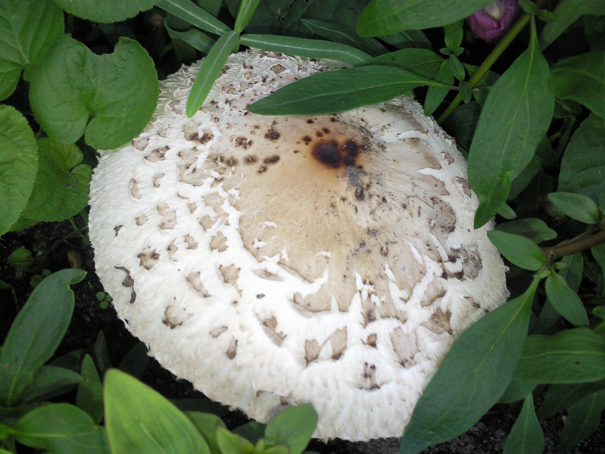 weißer Pilz Bestimmung (Natur, Pilze) weißer Pilz Bestimmung (Natur, Pilze)