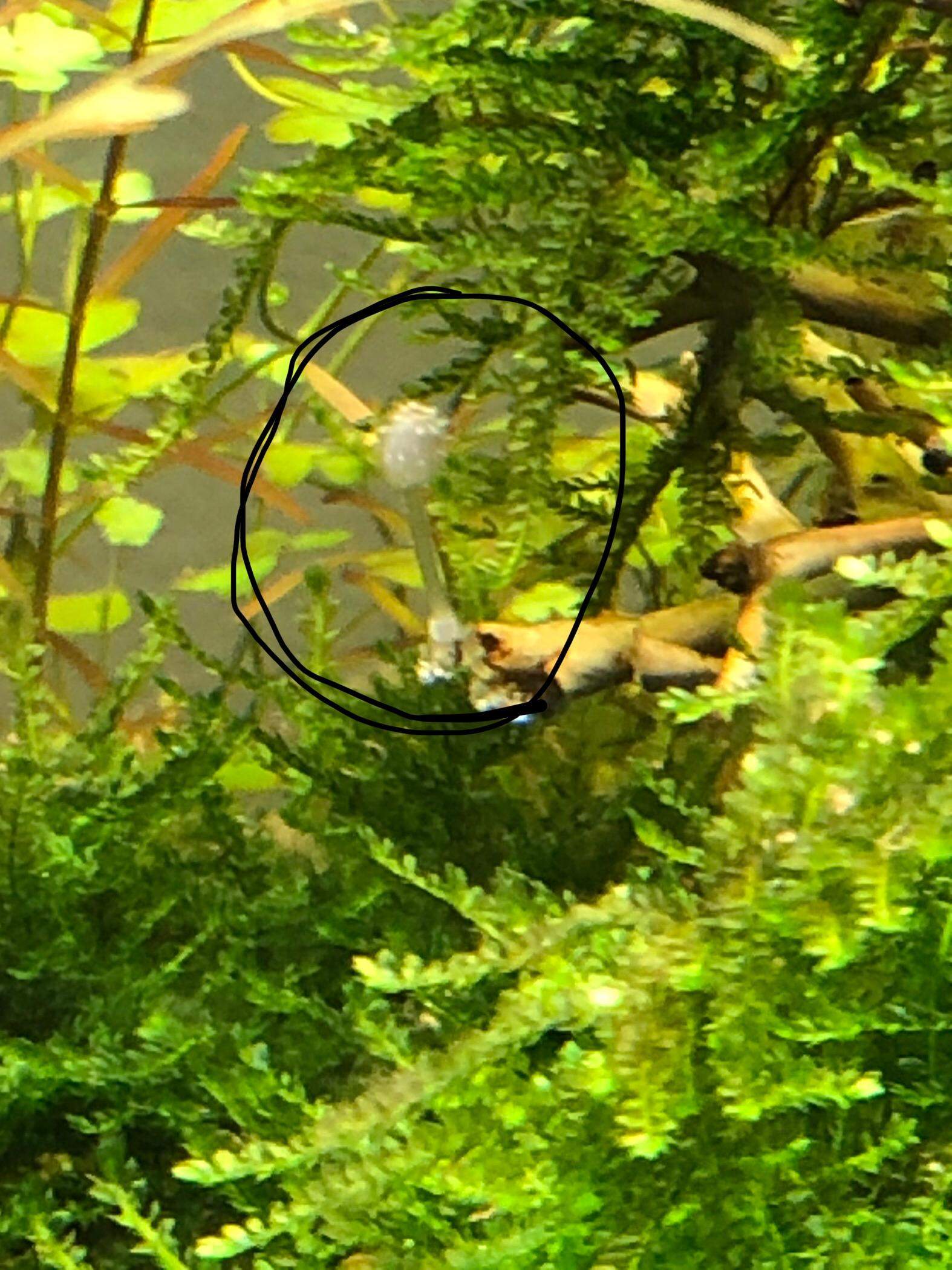 Weißer Pilz im Aquarium? (Tiere, Biologie, Pflanzen)
