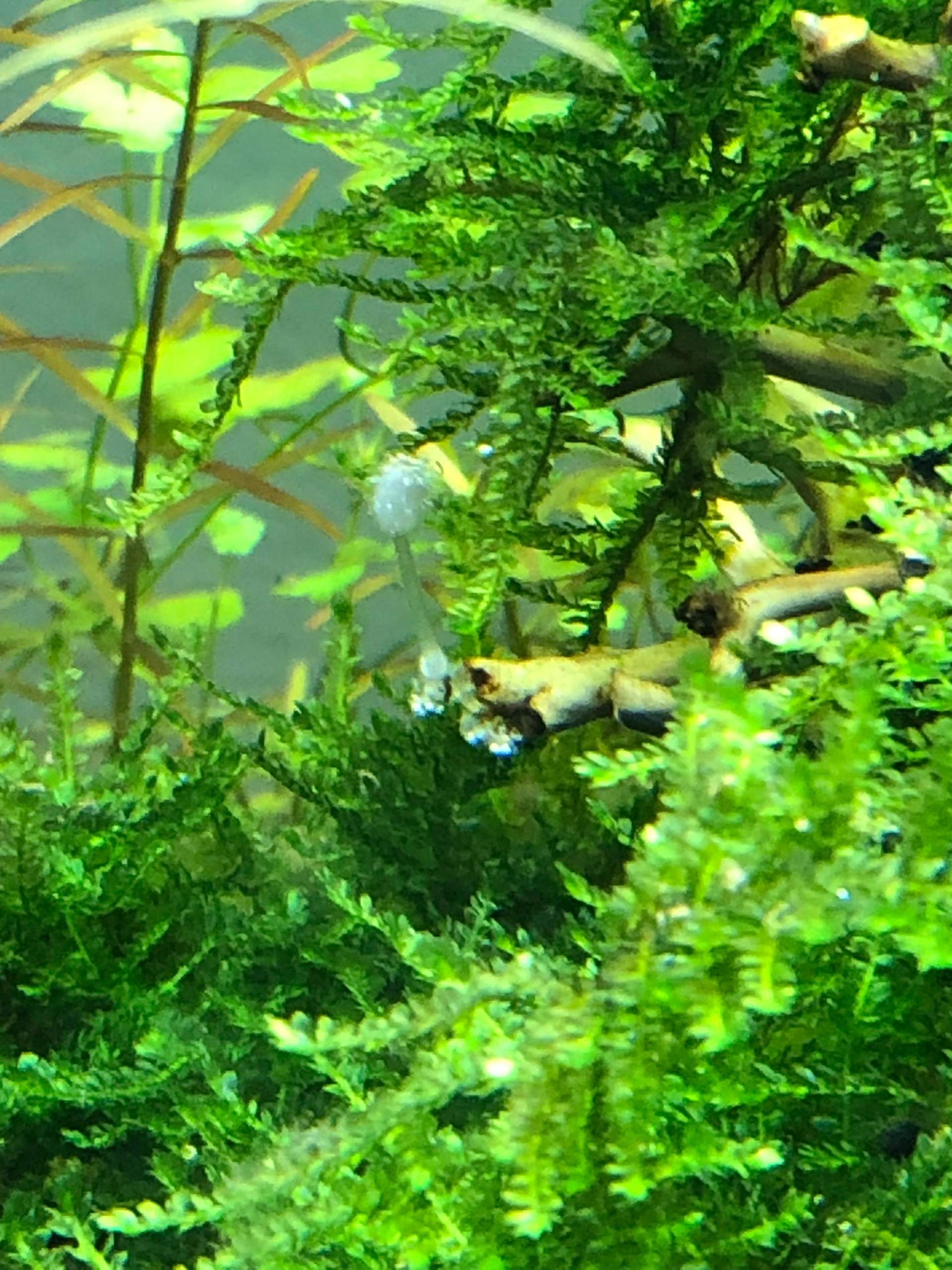 Weißer Pilz im Aquarium? (Tiere, Biologie, Pflanzen)