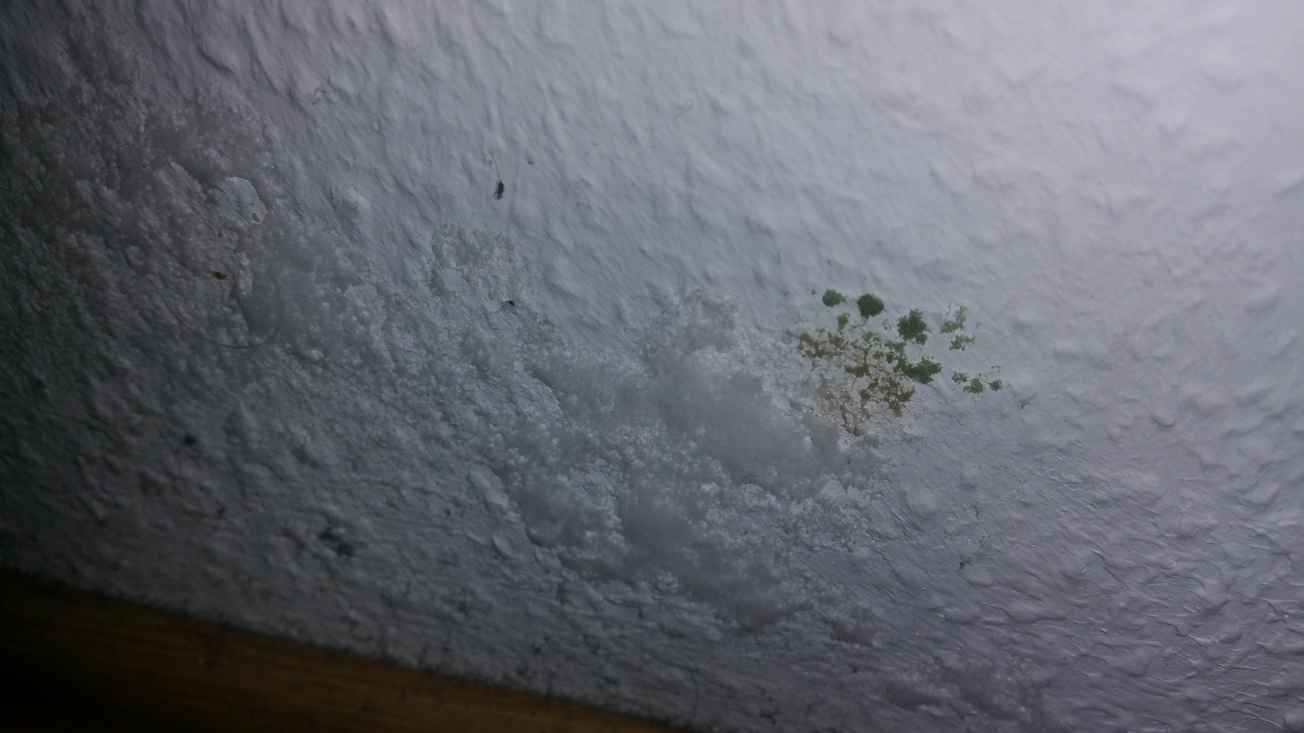 Weißer Schimmel auf Tapete