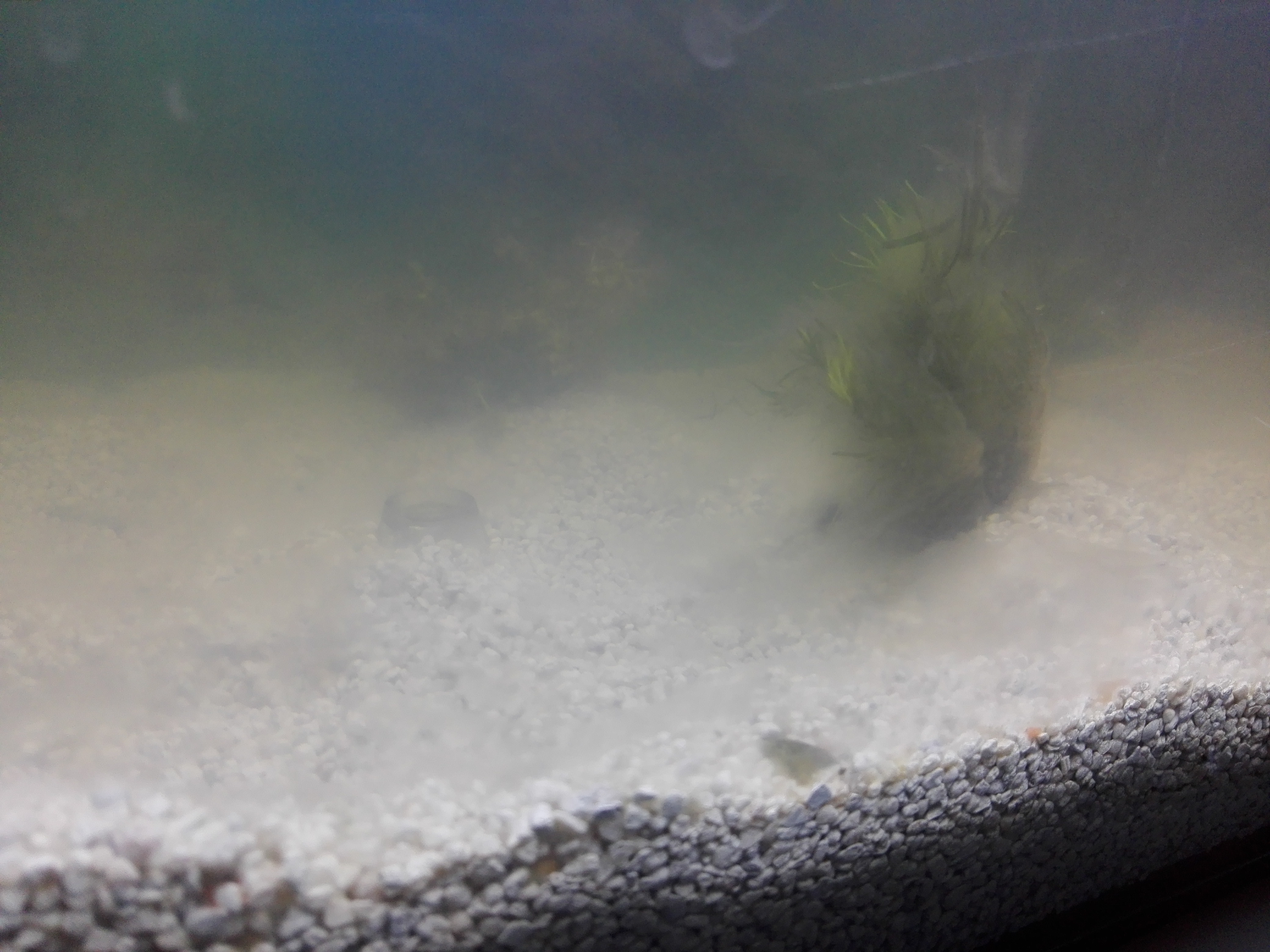 Weißer Schleim am Aquariumboden? (Fische, Aquarium)