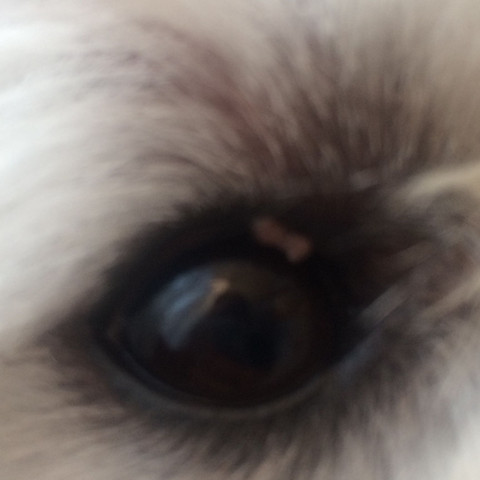 Weißes am Auge , Tumor?
- (Hund, Augen, Tumor)
