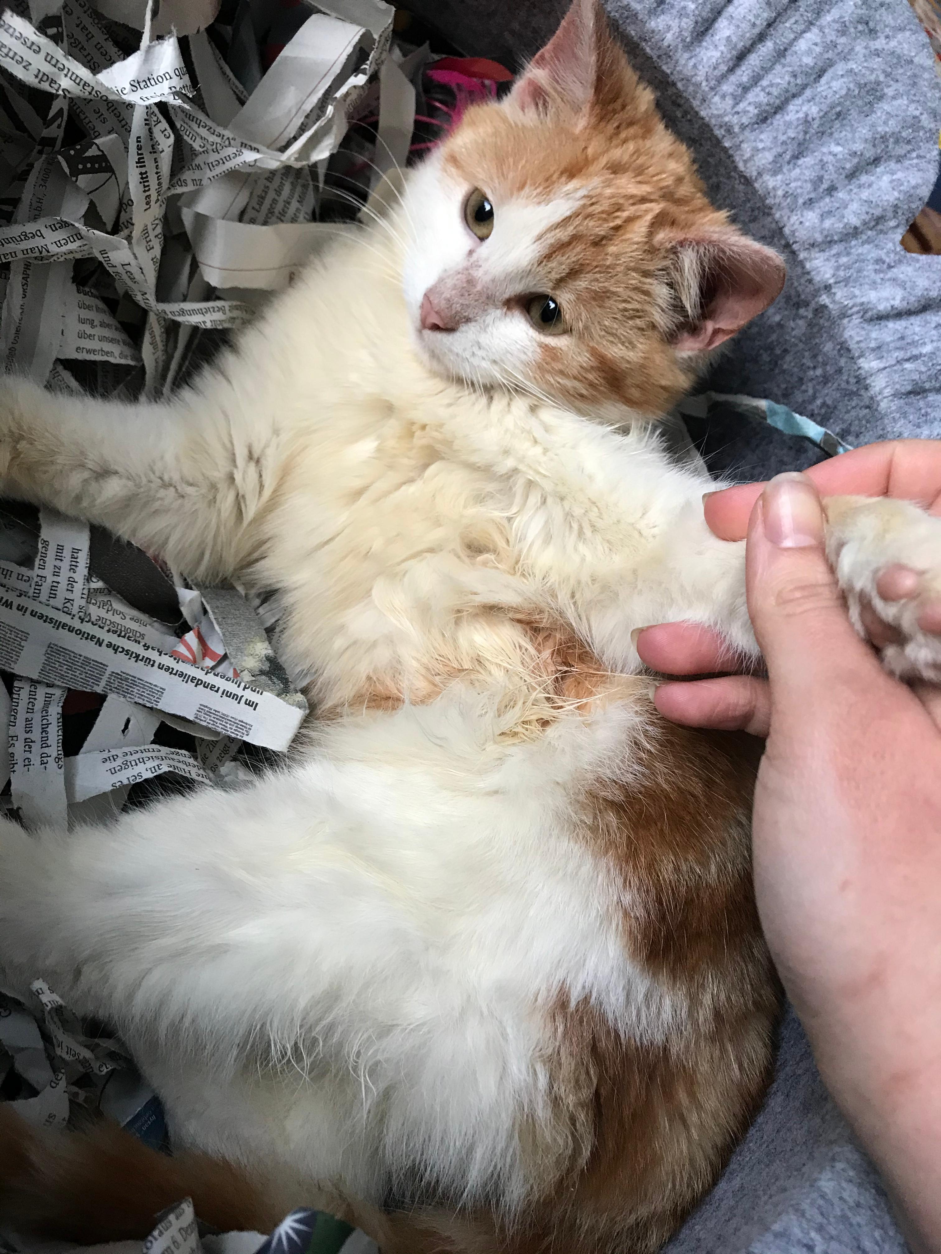 weisses fell der katze verfarbt sich gelb tiere tierarzt fellpflege