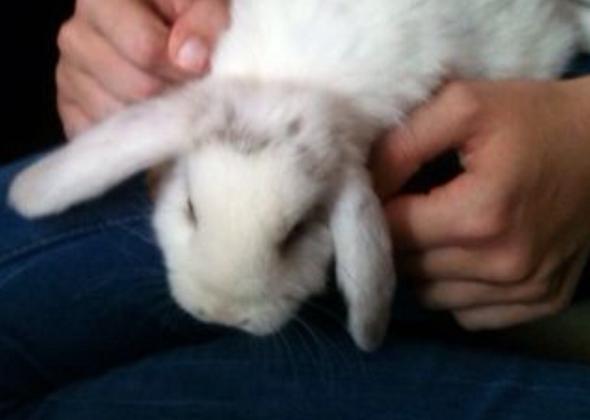 Weisses Kaninchen Braucht Namen D Tiere Haustiere Hasen