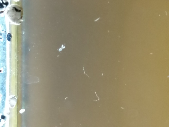 Weisses Kleines Tierchen Im Aquarium Was Ist Das Weisses Kleines Tierchen Im Aquarium Was Ist Das