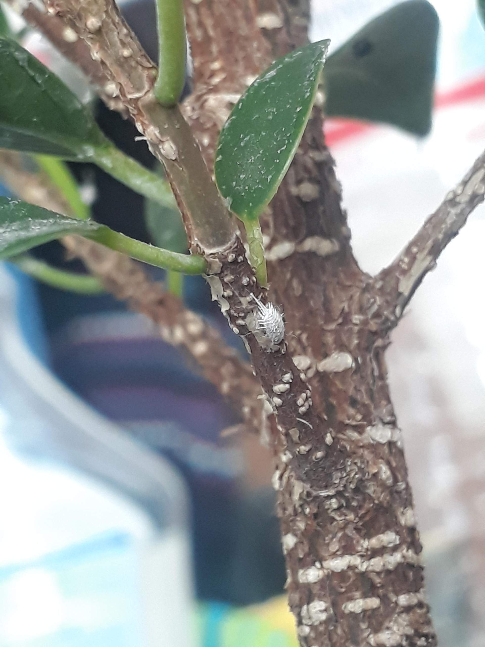 Weies Tierchen auf Bonsai? (Tiere, Biologie, Pflanzen)