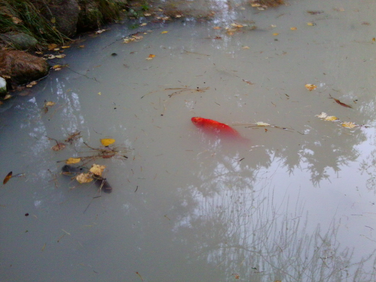 Weißes Wasser im Gartenteich! (Garten, Fische, Teich)