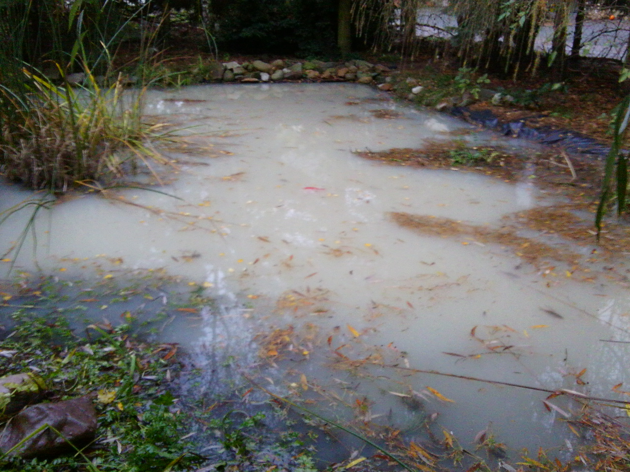 Weißes Wasser im Gartenteich! (Garten, Fische, Teich)