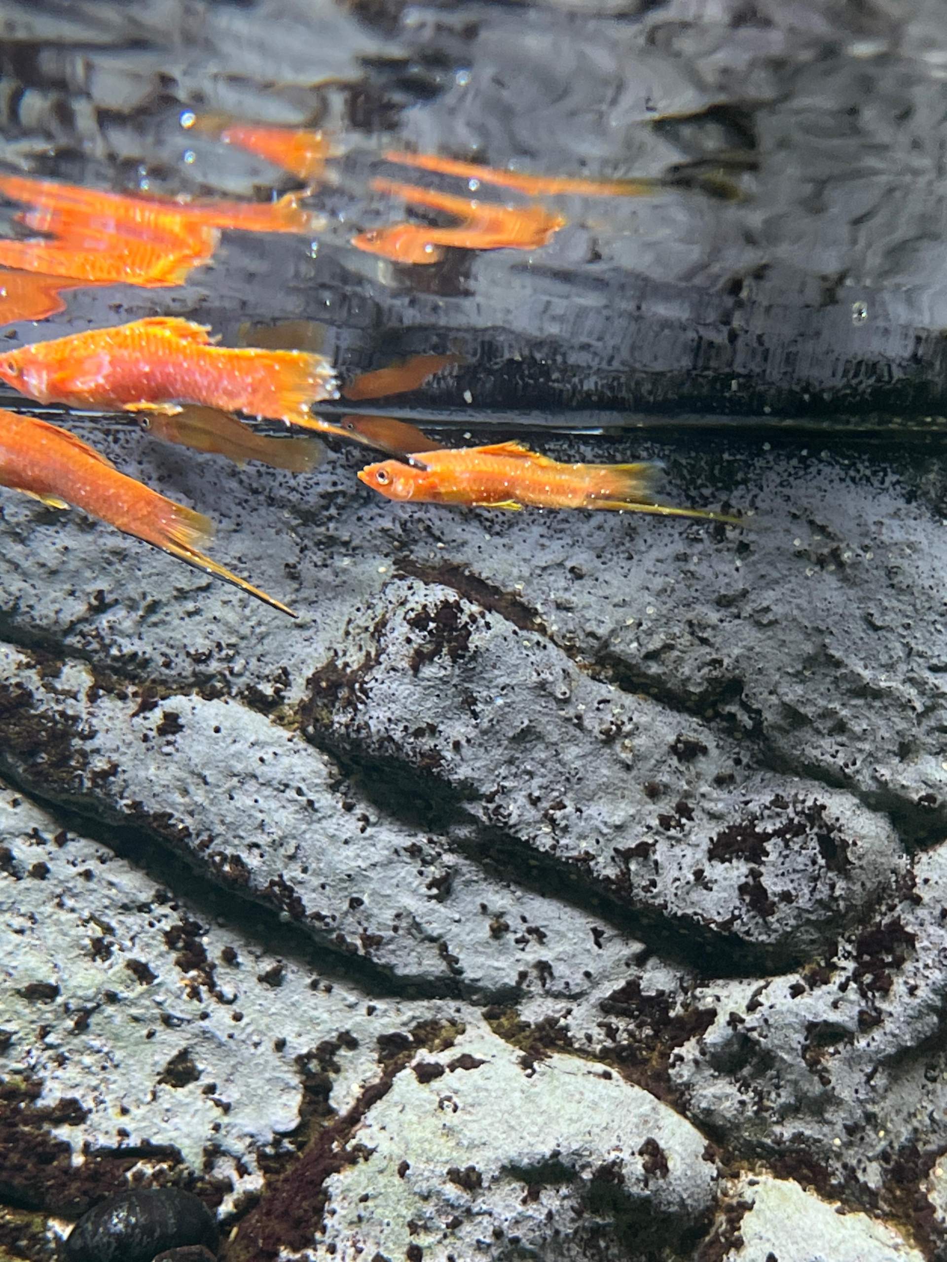 Weißpünktchenkrankheit Aquarium? (Krankheit, Aquariumfische, Zierfische)