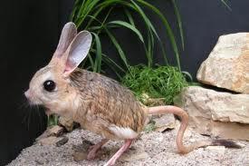 Haustiere Welche Nagetiere Zu Euch Passen Geolino