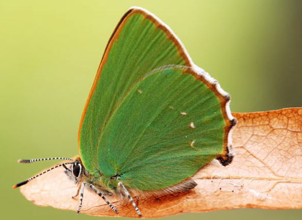 Welcher Schmetterling ist das? (Insekten, Falter)