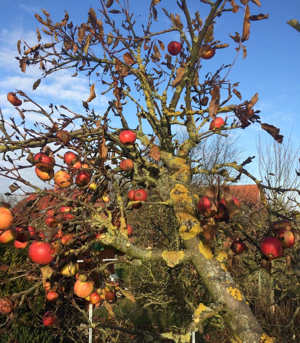 Welche Äste beim Apfelbaum schneiden? (Garten, Baum)