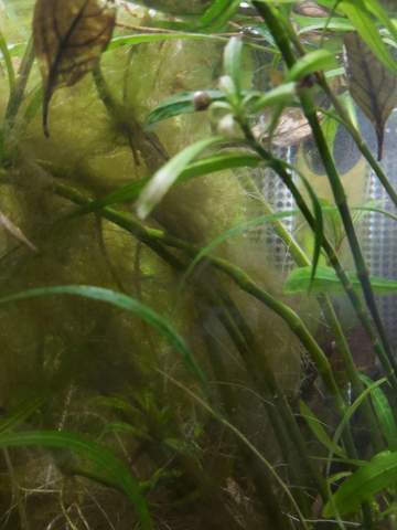 - (Wasser, Pflanzen, Fische)