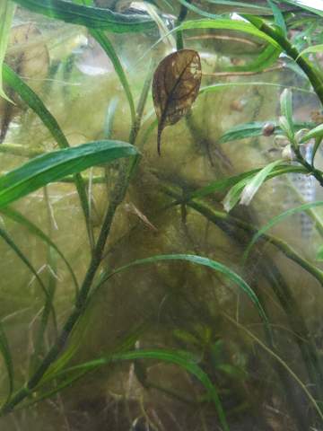 - (Wasser, Pflanzen, Fische)