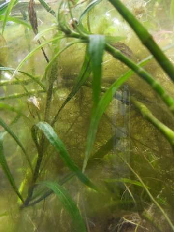 - (Wasser, Pflanzen, Fische)