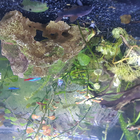 Welche Alge(n) ist (sind) das im Bild? - (Aquarium, Algen)