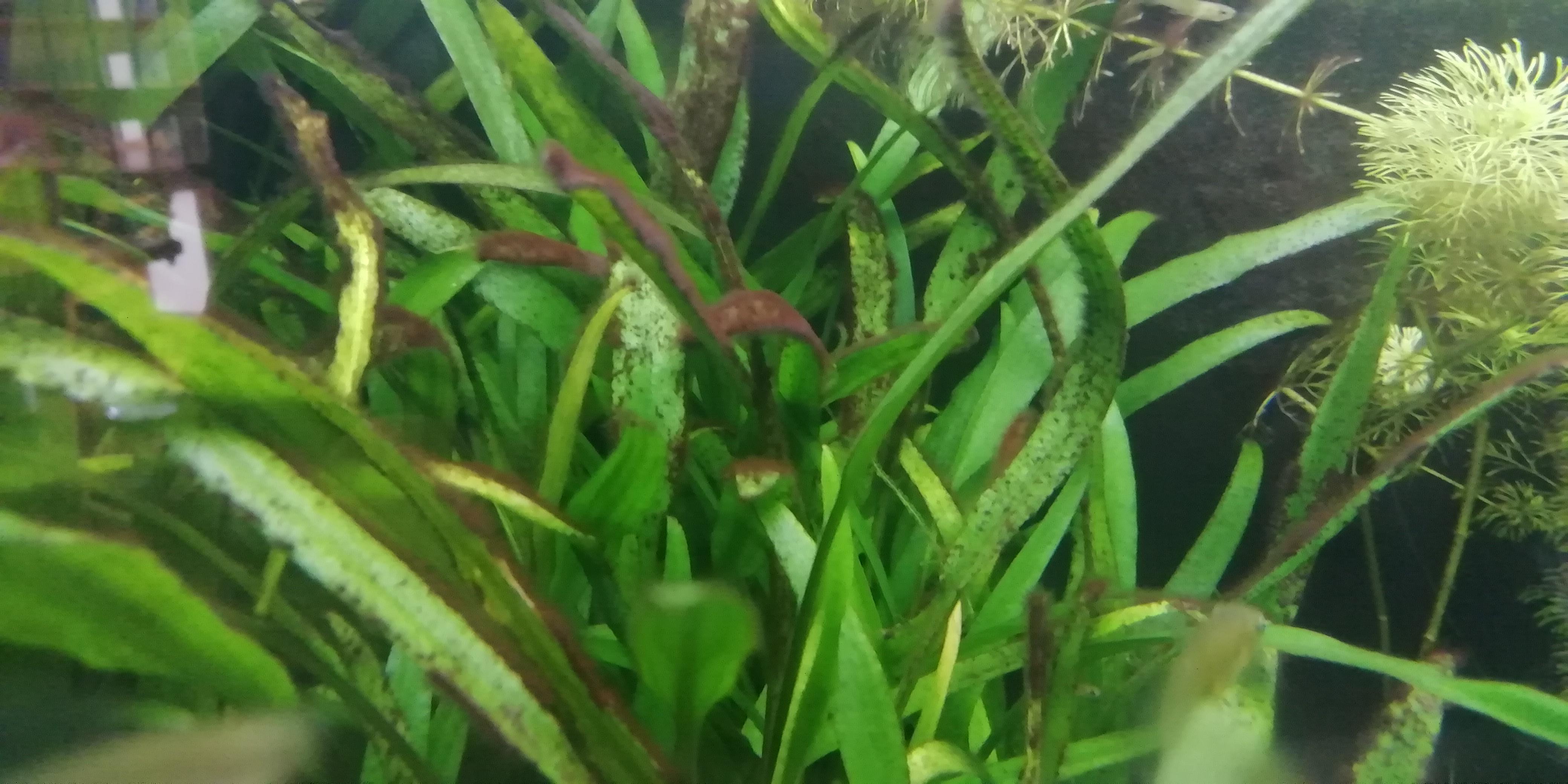 Algen Entfernen Aquarium Steine