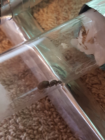 1ksks - (Insekten, Ameisen, königin)