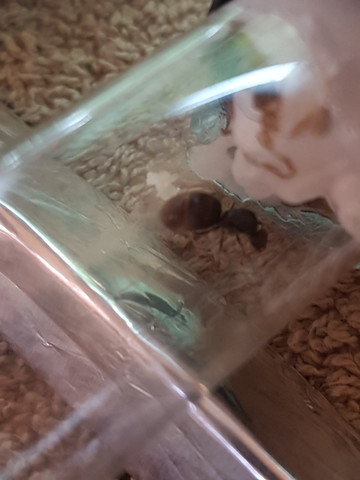 2ksks - (Insekten, Ameisen, königin)