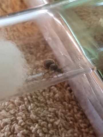 3ksks - (Insekten, Ameisen, königin)