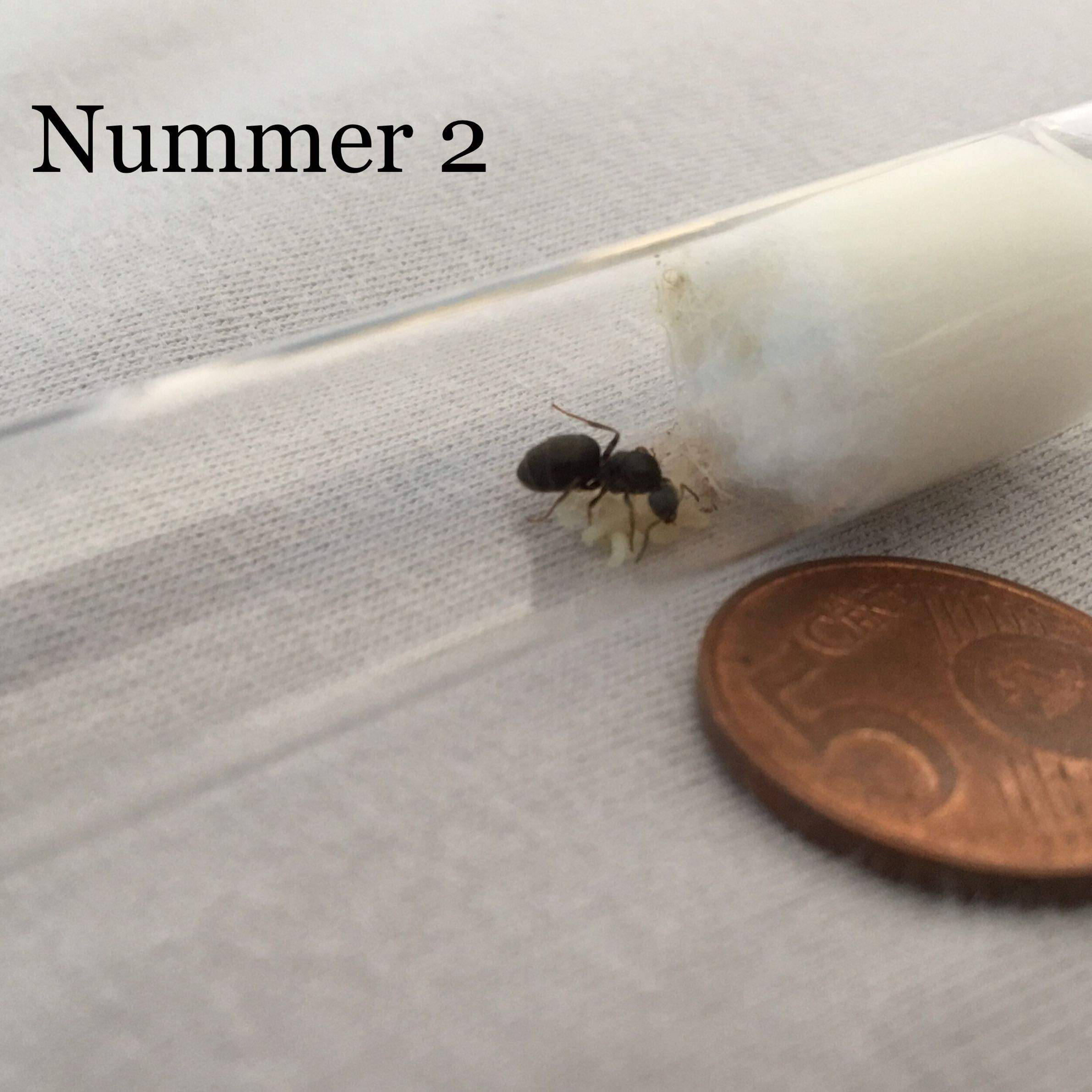 Welche Ameisenart ist das ( Lasius niger)? (Tiere, Ameisen, ameisenkönigin)