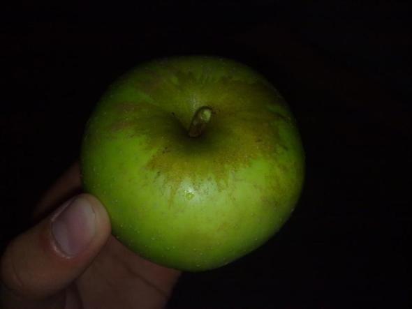 Apfel5 - (Garten, Obst, Apfel)