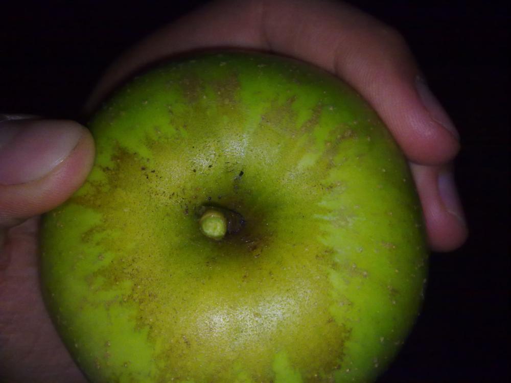 Welche Apfelsorte ist das? (Garten, Obst, Apfel)