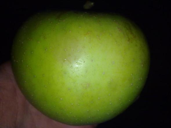 Apfel7 - (Garten, Obst, Apfel)