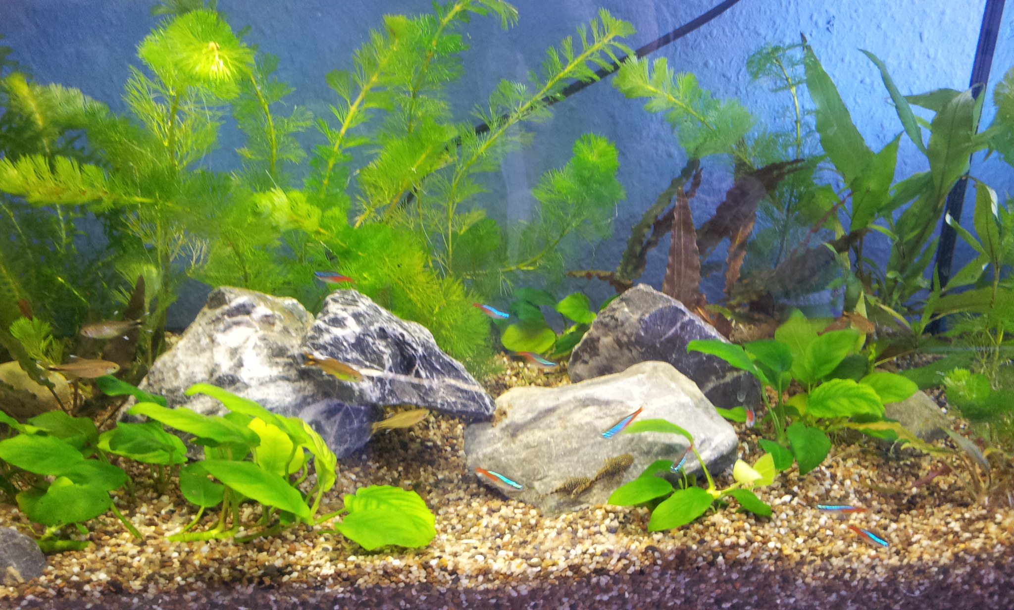 Welche Aquarium Rückwand passt am besten zu meinem AQ?