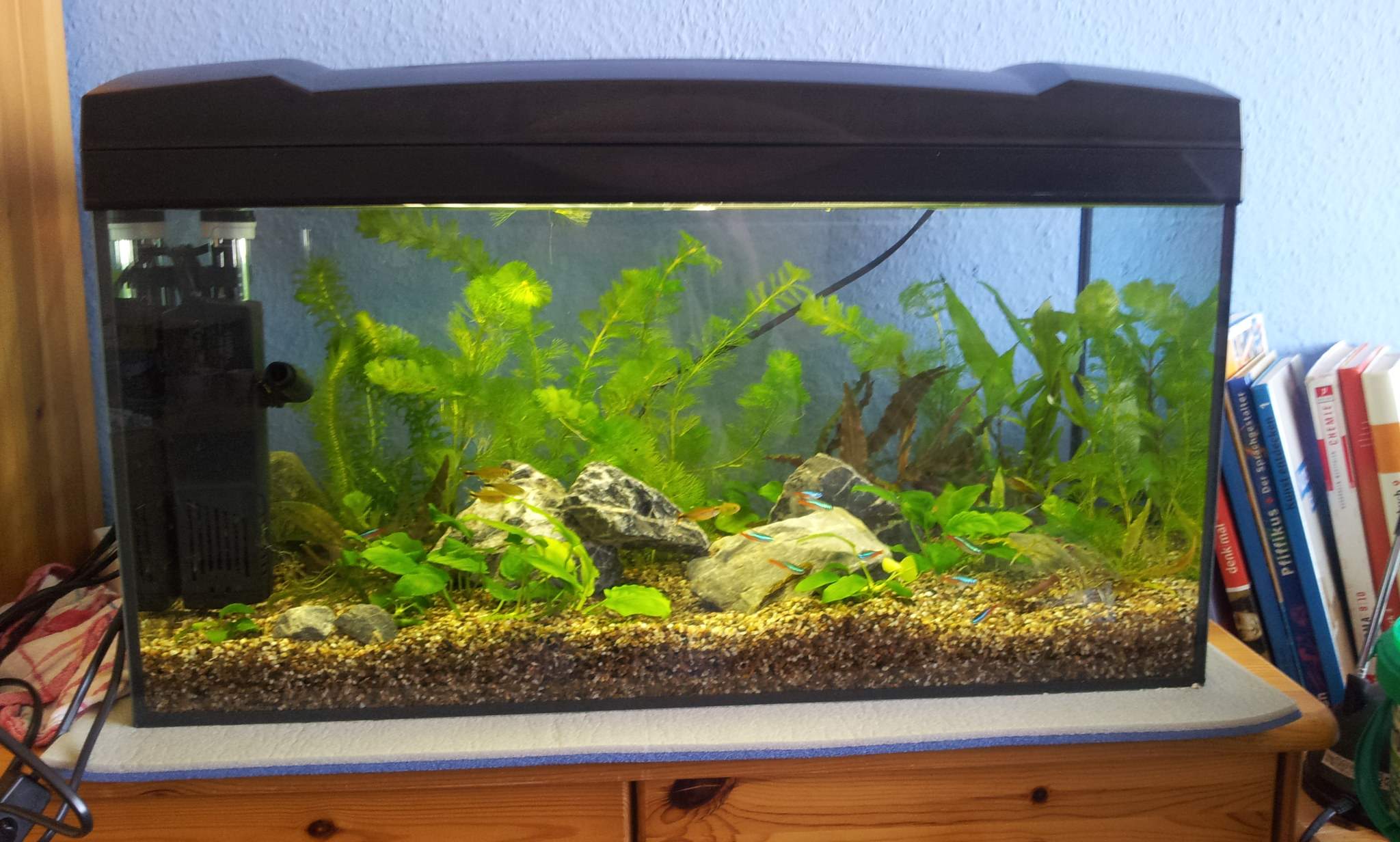 Welche Aquarium Rückwand passt am besten zu meinem AQ?