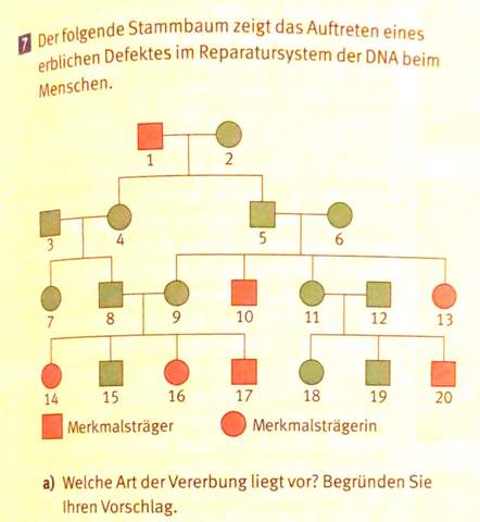 Welche Art Der Vererbung Liegt Vor Und Warum Schule Menschen Biologie Welche Art Der Vererbung Liegt Vor Und Warum Schule Menschen Biologie