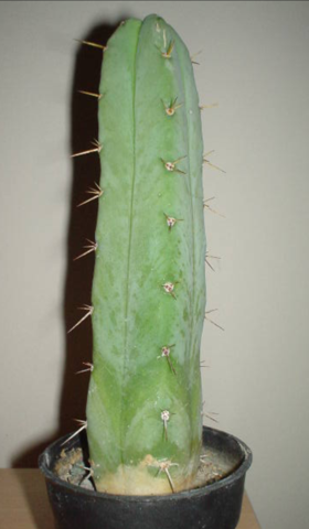 Kaktus - (Freizeit, Pflanzen, Garten)