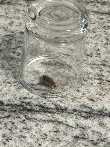 Welche Art Schabe ist das? (Schaben)