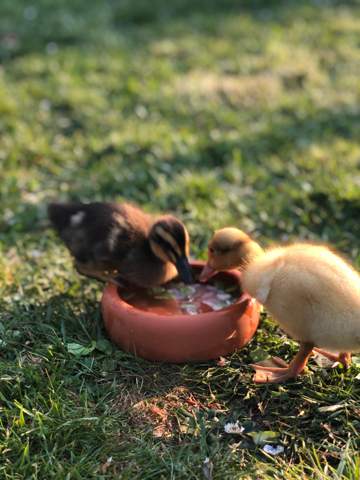 Welche Art von Ente ist das und ab wann können Enten fliegen? (Tiere