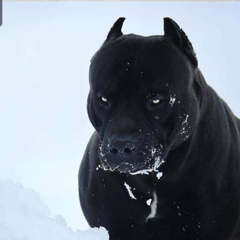 - (Tiere, Hund, Hunderassen)