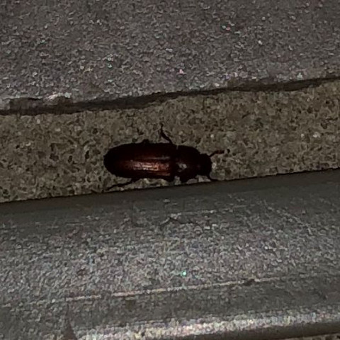 Käfer1 - (Schädlinge, Käfer, kleine käfer)