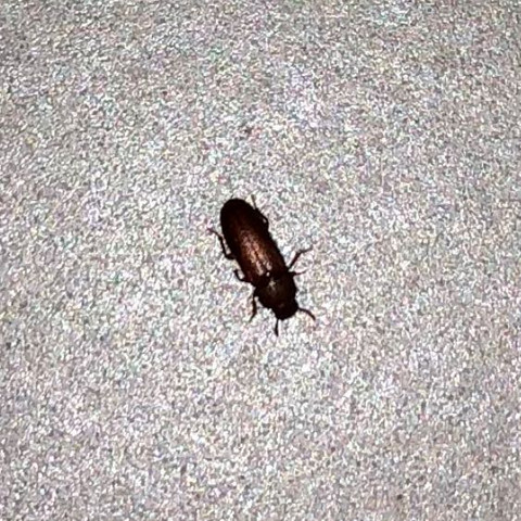 Käfer3 - (Schädlinge, Käfer, kleine käfer)