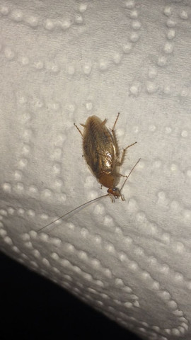 Welche Schaben-/ Käfer Art ist das und besteht ein Gesundheitsrisiko? - (Vermieter, Mieter, Mietwohnung)