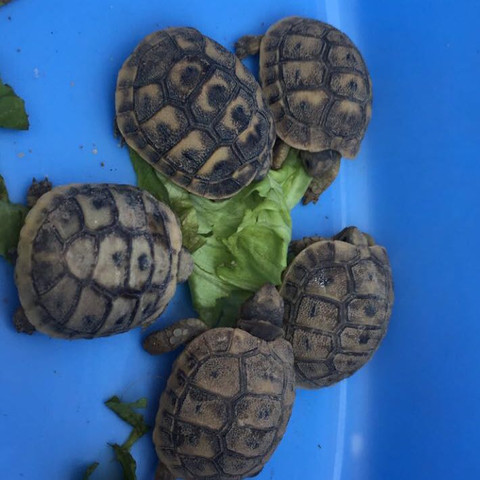 schildk woxi - (Tiere, Natur, Schildkröten)