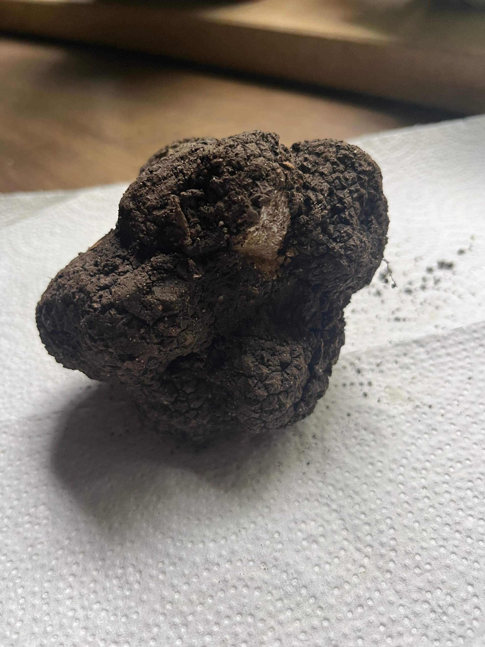 Welche Art von Trüffel ist das und kann ich den
