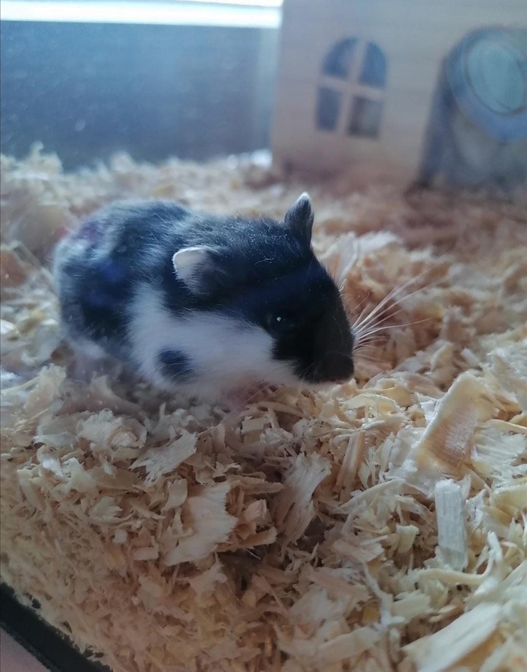 Welche Art zwerghamster ist mein Hamster? (Tiere) - 0 Original