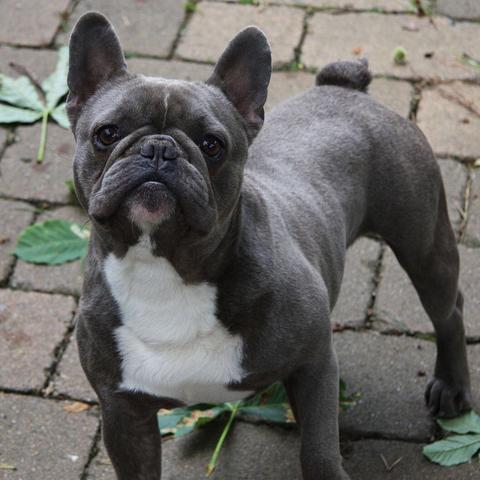 Franzosische Bulldogge Wesen Charakter Futalis De