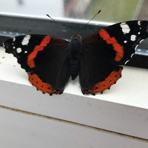 Schwarz roter Schmetterling - (Liebe und Beziehung, rot, Schmetterling)