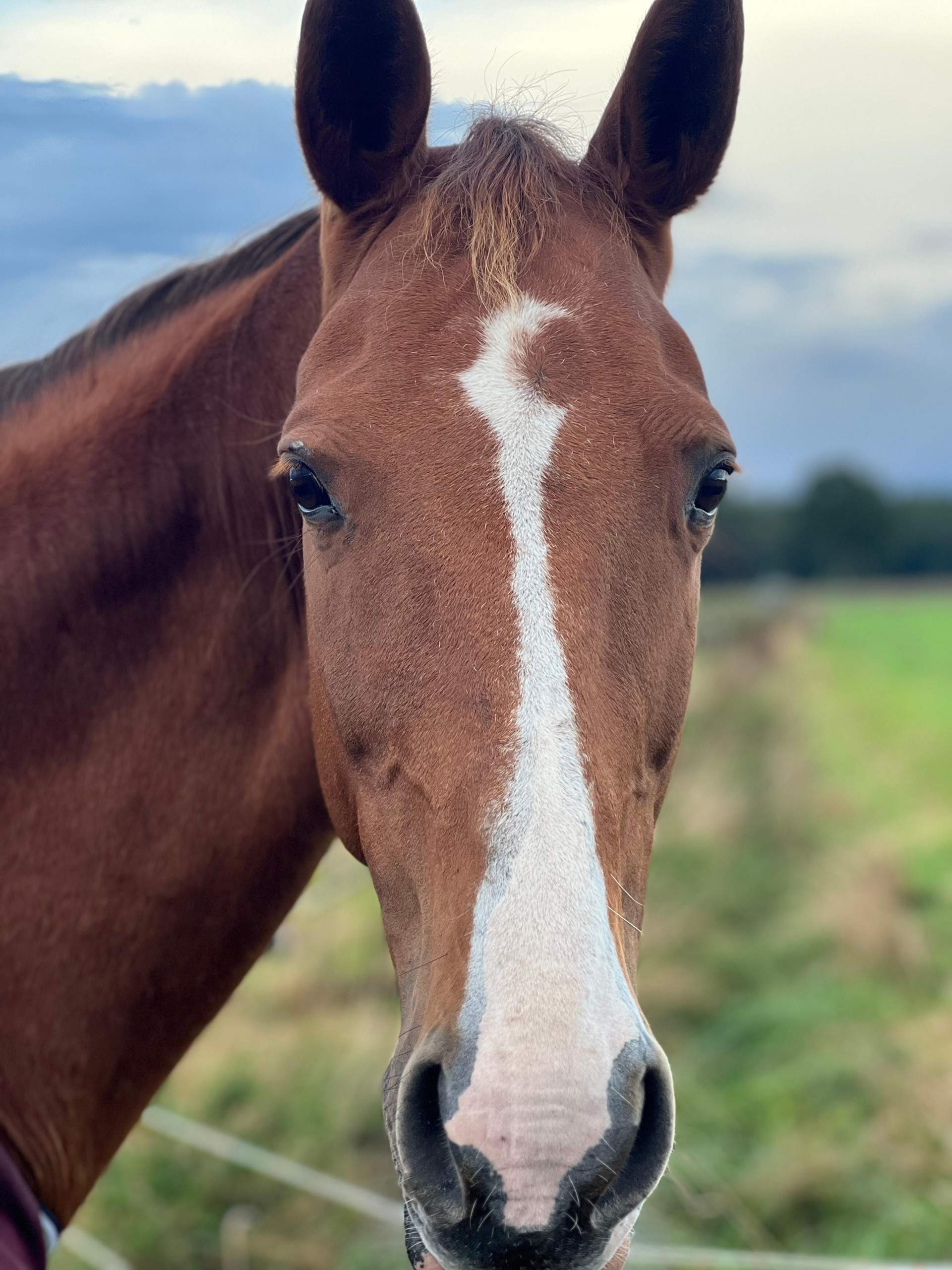 Welche Blesse? (Pferd, Reiten, Reitsport)