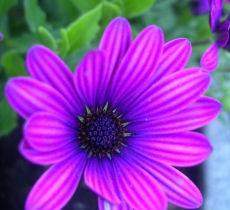 - (Umfrage, Farbe, Pflanzen)