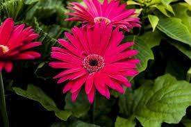 - (Umfrage, Farbe, Pflanzen)