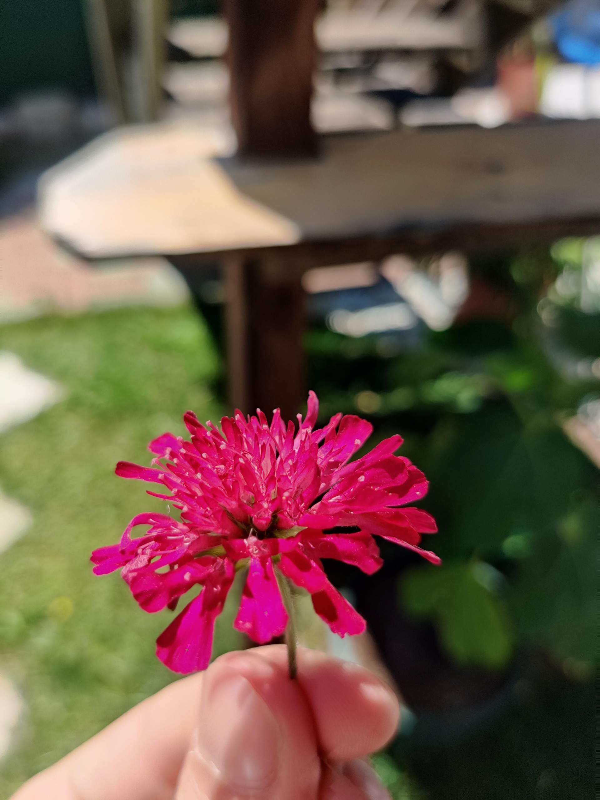 Welche Blume ist das? (Blumen, Botanik, Pflanzenbestimmung)