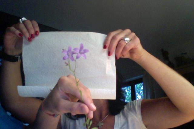 Welche Blume ist das, Lila auf der Wiese? (Pflanzen, Garten, Blumen)